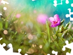 Rain, Pink, Flower