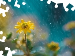 Rain, Yellow, Flower