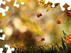 Rain, Leaf, grass