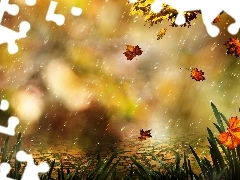Rain, Leaf, grass