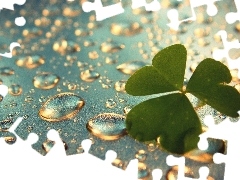 leaf, drops, rain, clover