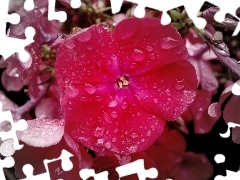 phlox, drops, rain, Pink