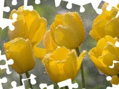 Rain, Yellow, Tulips