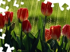 Tulips, Rain