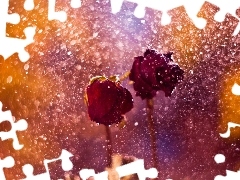 Two, roses, Rain, Red