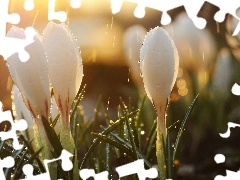 White, drops, rain, crocuses