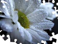 White, drops, rain, Margaretka