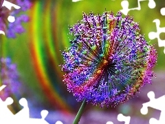 rainbow, Allium, colors