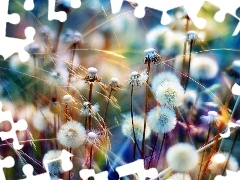 puffball, colors, rainbow, dandelion