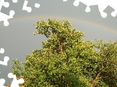 trees, Great Rainbows