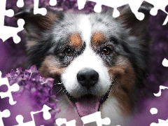 dog, muzzle, rapprochement, Australian Shepherd