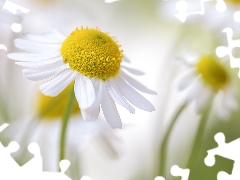 chamomile, Colourfull Flowers, rapprochement