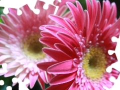 Flowers, gerberas, rapprochement, Pink