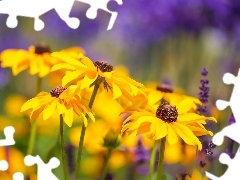 rapprochement, Flowers, Rudbeckia