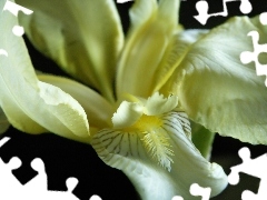 rapprochement, Yellow, iris