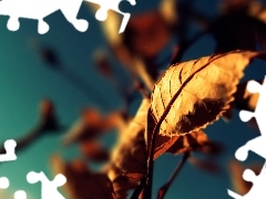 Leaf, sunny, rapprochement, rays