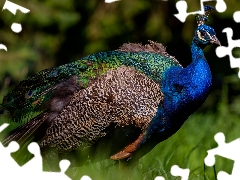 rapprochement, Bird, peacock