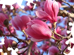 Twigs, rapprochement, Pink, Flowers, Magnolia