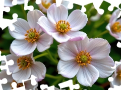 Flowers, rapprochement, White, developed, Anemones