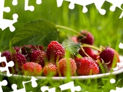 Green, plate, raspberries, grass