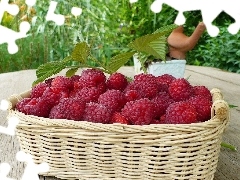 basket, red, raspberry, ripe