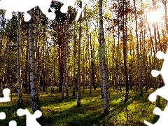 birch, forest, rays of the Sun