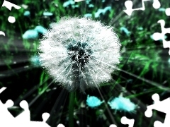 dandelion, rays