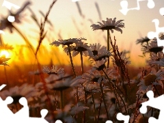 daisy, Meadow, rays
