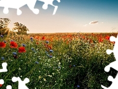 cornflowers, Meadow, rays, sun, camomiles, papavers