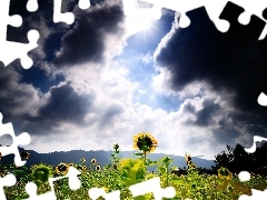 Mountains, Field, rays, sun, clouds, sunflowers