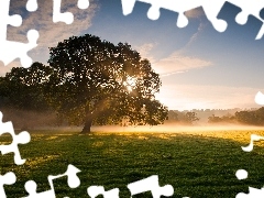 viewes, Meadow, rays, sun, Fog, trees