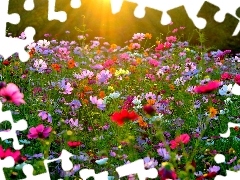 rays, sun, Flowers, Cosmos, Meadow