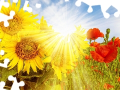 rays, sun, papavers, Meadow, Nice sunflowers