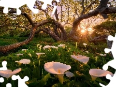 trees, Calla, rays, sun, viewes, forest