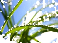 drops, Leaf, rays, sun, water, grass