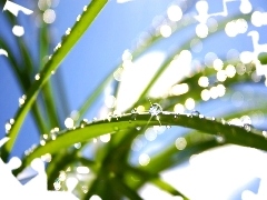 drops, Leaf, rays, sun, water, grass