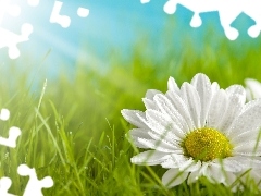 rays, sun, Flower, grass, White