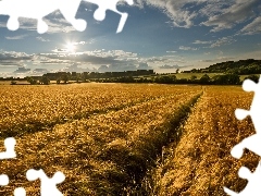 medows, field, rays, sun, woods, corn