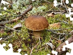 Real mushroom, boletus, forest, mushrooms, Kociewie