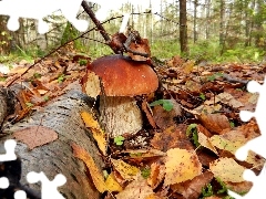 Leaf, forest, Real mushroom