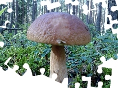 VEGETATION, forest, Real mushroom