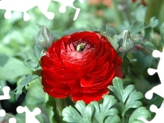 buttercup, Asian Ranunculus, Red