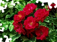 Red, Flowers, balcony