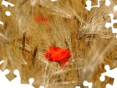 barley, cereals, red weed, Ears