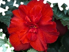 begonia, Beauty, red hot