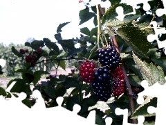 blackberry, black, red hot