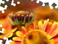 Yellow, Flowers, bud, Helenium, Red, color