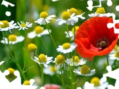 red weed, chamomile