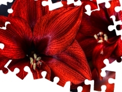 amaryllis, Colourfull Flowers, Red