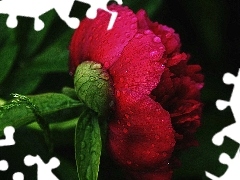 peony, Colourfull Flowers, red